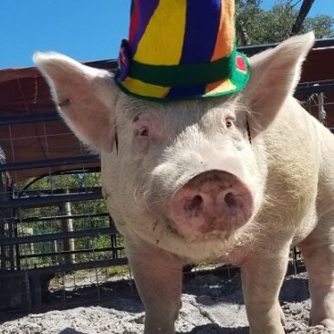 Snuffy in his party hat.