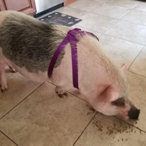 Pet Pig Harness