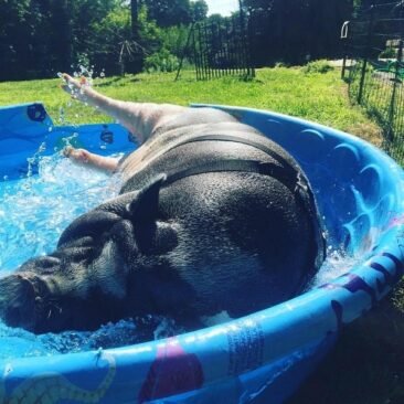 Pudge taking a dip in the pool