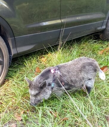 Pebbles grazing