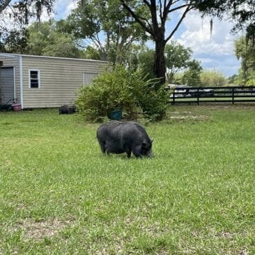 Bailey grazing