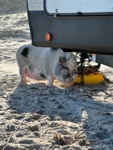 Max at the beach