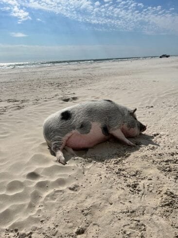 Max at the beach in TX