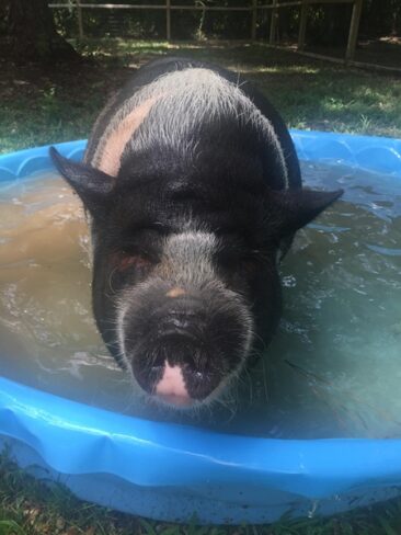 Lola enjoying her pool