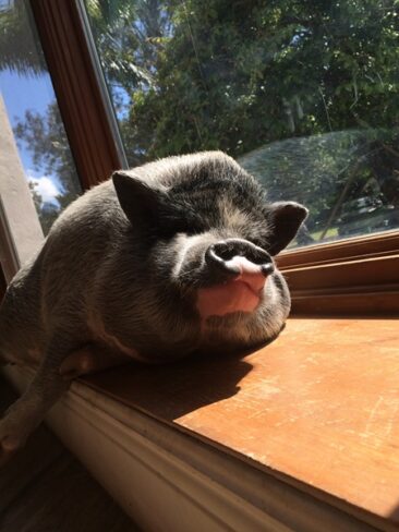 Lily loves getting a little sun in the bay window.