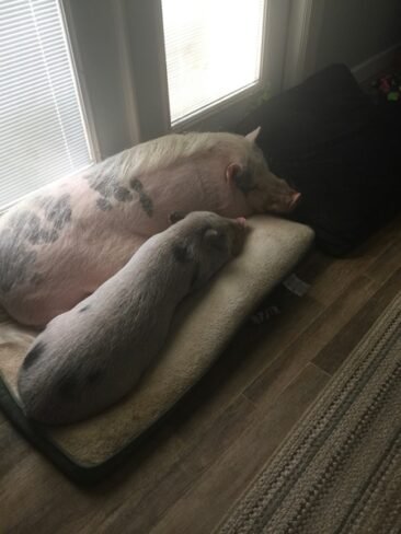 Mr Oinkers and Lily sharing a bed.