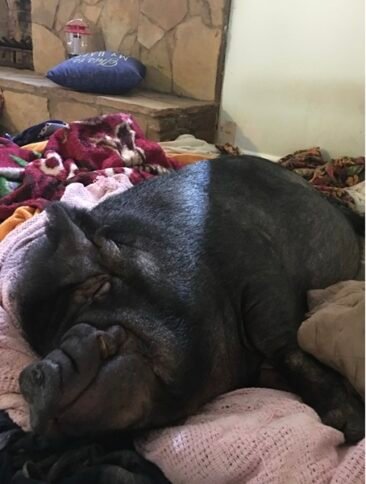 Mr Piggy with a smile on his face while taking a nap.