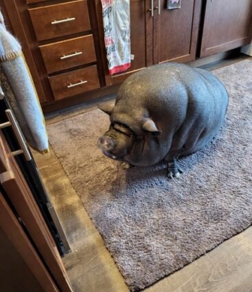 Preston sitting by the oven waiting for goodies.