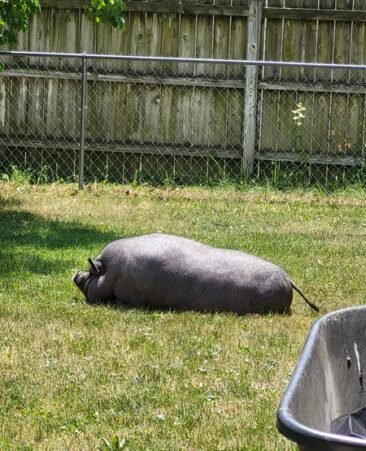 Preston enjoying a warm summer day.