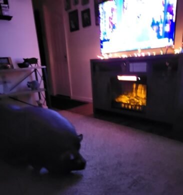 Preston isn't a fan of wet, cold weather. He enjoys laying by the fireplace.