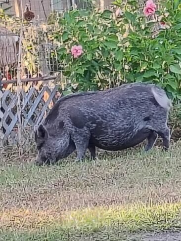 Pebbles grazing in the yard.