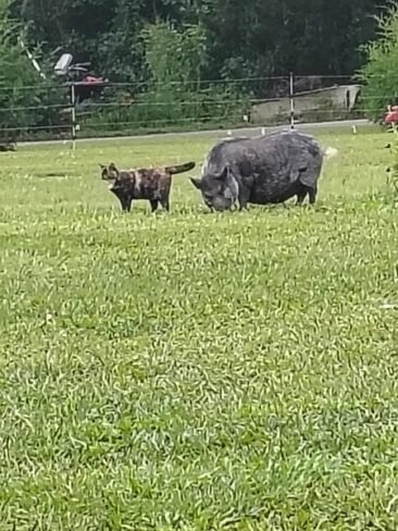 Pebbles with her BFF Kit Kat.